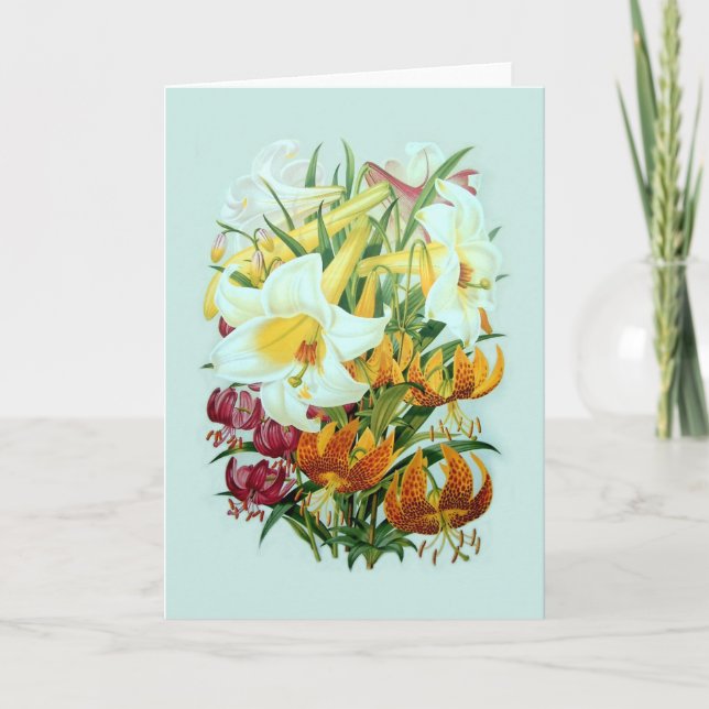Lilium speciies card (Front)