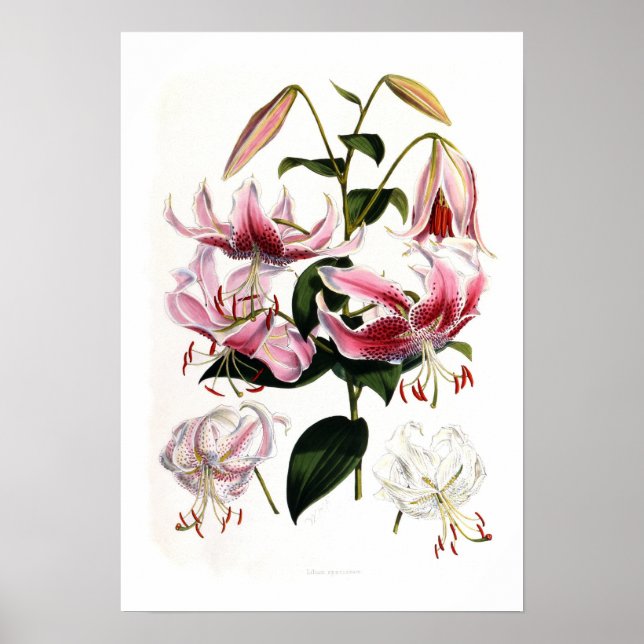 Lilium speciosum poster (Front)