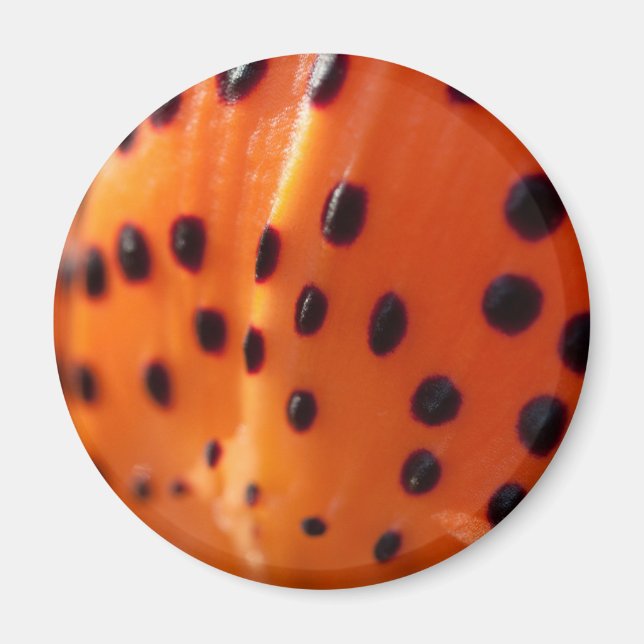 Lilium superbum, Turk's-cap Lily  Magnet (Front)