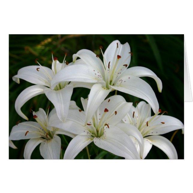 Lillies (Front Horizontal)