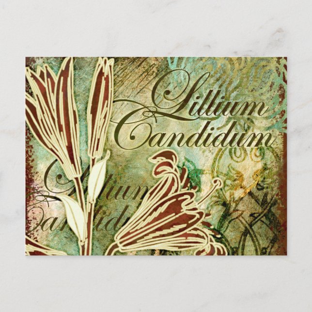 Lillium Candidum Postcard (Front)