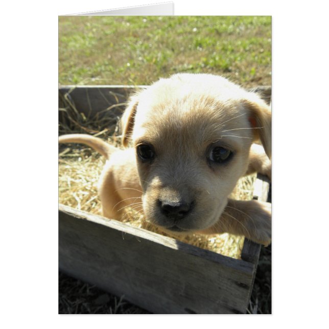 Lilly in a Box (Front)