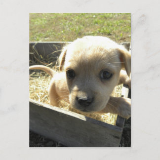 Lilly in a Box Postcard