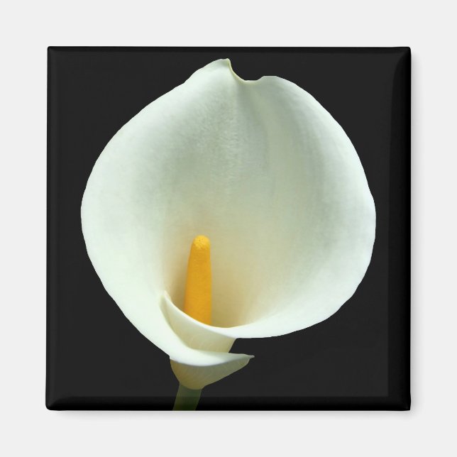 Lilly Magnet (Front)