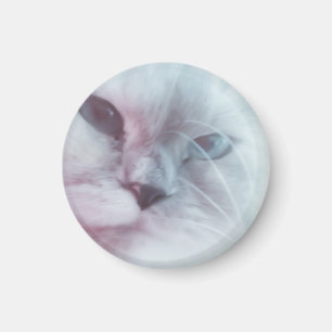 Lilly magnet