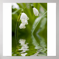lilly of the valley