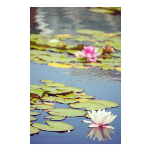 Lilly Pond Flowers Photo Print