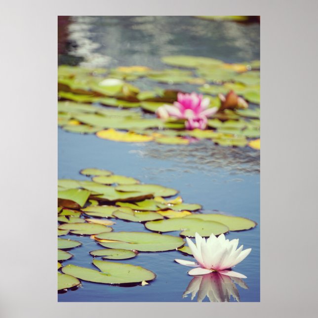 Lilly Pond Flowers Poster (Front)