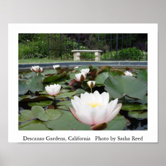Lilly Pond Poster