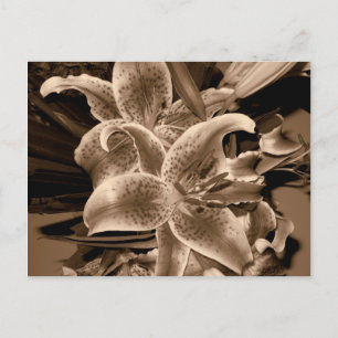 lilly postcard