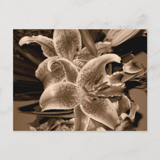 lilly postcard