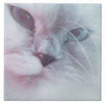 Lilly