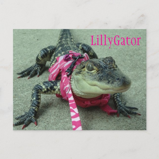 LillyGator Alligator Rescue Postcard (Front)