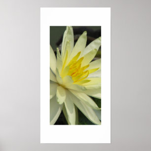 lillypad poster