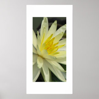 lillypad poster