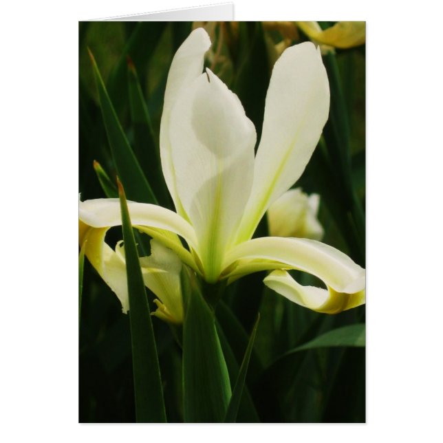 Lily (Front)