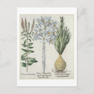 Lily: 1.Sultan Zambach Martagon Constantinopolitan Postcard