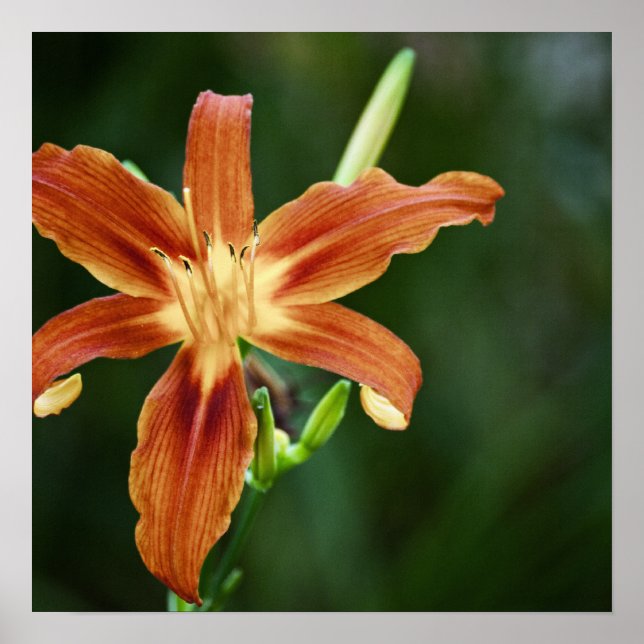 Lily 6588 Print (Front)