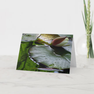 Lily About to Bloom Greeting Card