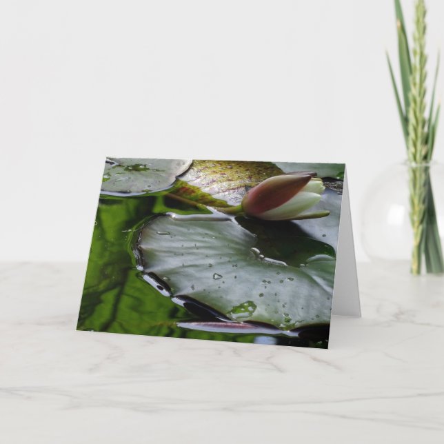 Lily About to Bloom Greeting Card (Front)