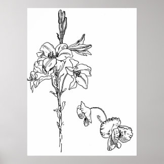 Lily and Poppy Flower Line Drawing Poster