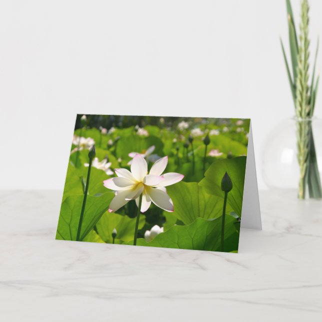 Lily at Los Poblanos Card (Front)