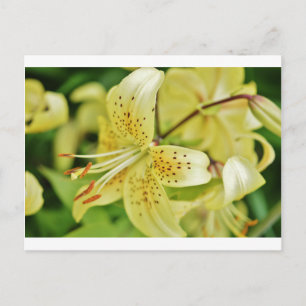 Lily Blooms Wedding Parties Postcard