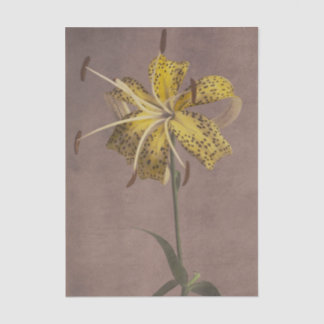 Lily by Ogawa Kazumasa  Tissue Paper