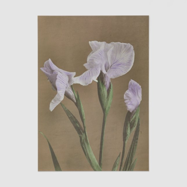 Lily by Ogawa Kazumasa Tissue Paper (Front)