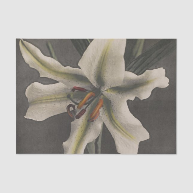 Lily by Ogawa Kazumasa Tissue Paper (Front)