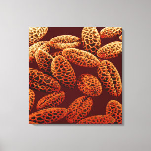 Lily Canvas Print