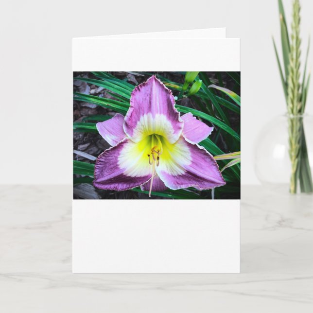 Lily, card (Front)