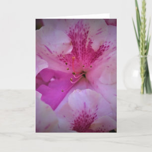 Lily, card