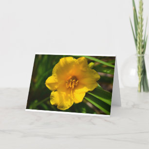Lily, Card