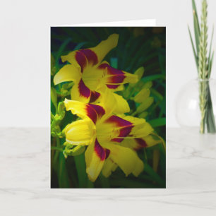 Lily, card