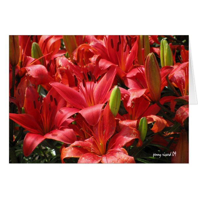 Lily Card (Front Horizontal)