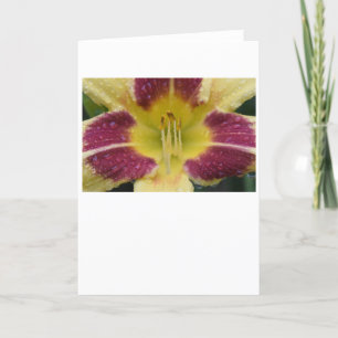 Lily, card