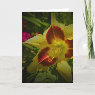 Lily, card