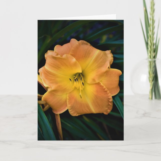 Lily, card (Front)