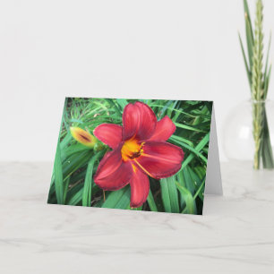 Lily, card