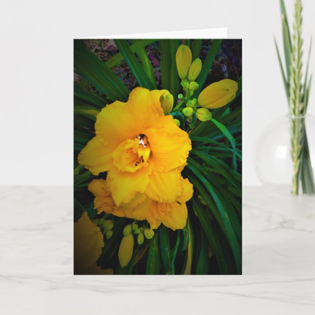 Lily, card (Front)