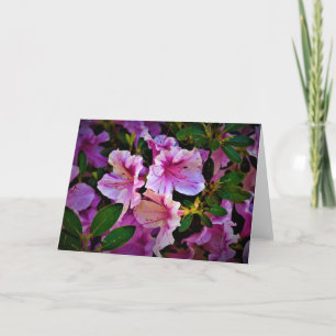 Lily, card