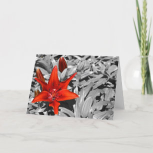 Lily Card