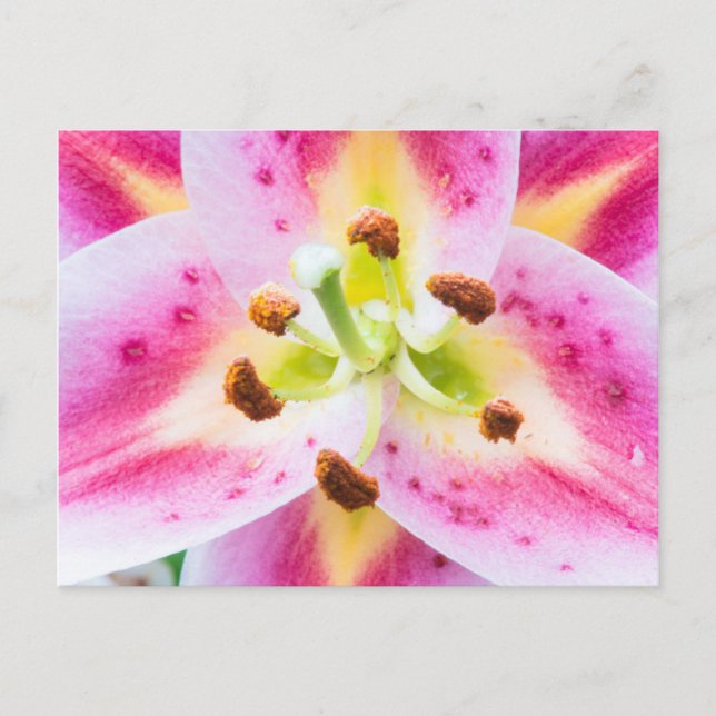 Lily Close-up Postcard (Front)