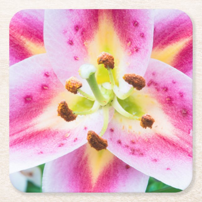 Lily Close-up Square Paper Coaster (Front)