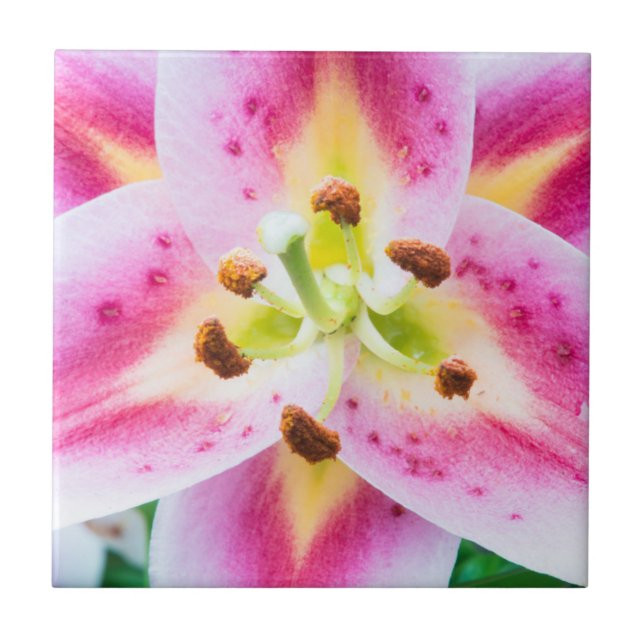 Lily Close-up Tile (Front)
