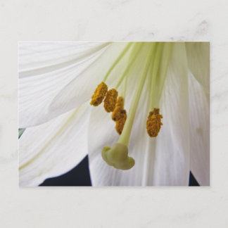 Lily Flower Macro postcard