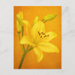 Lily Flower Postcard