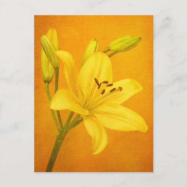 Lily Flower Postcard (Front)