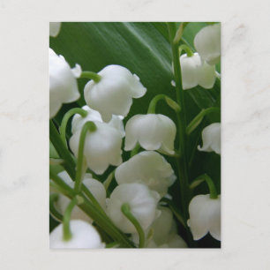 Lily Flowers White Blossoms Peace Love Destiny Postcard